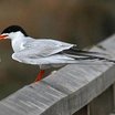 Forster's Tern